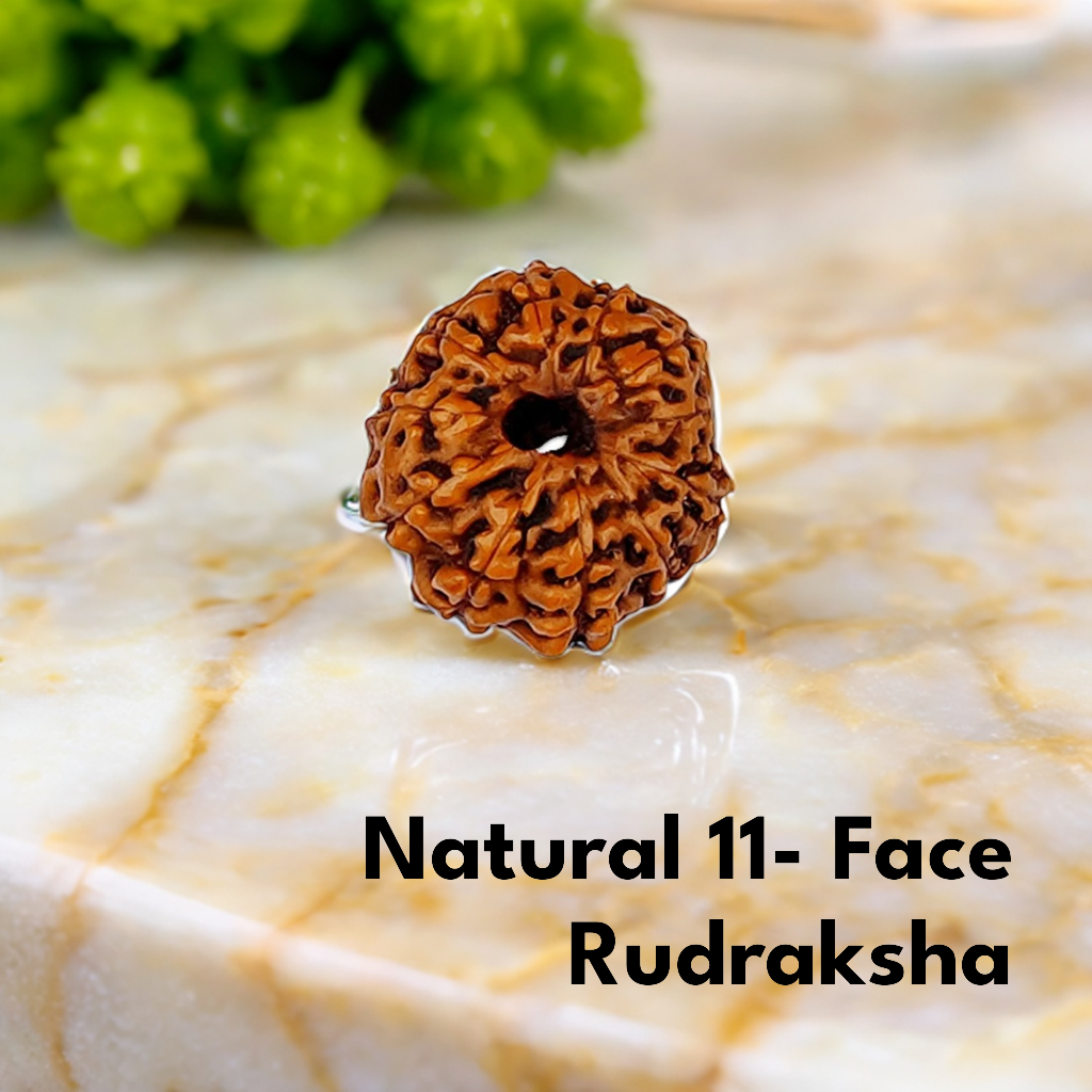 Natural 11 Mukhi Rudraksha (Indo)