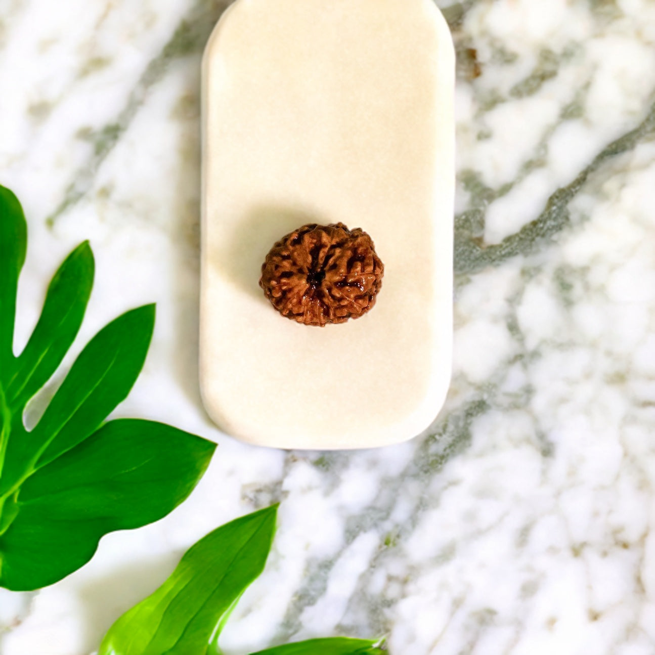 Natural 12 Mukhi Rudraksha (Indo)