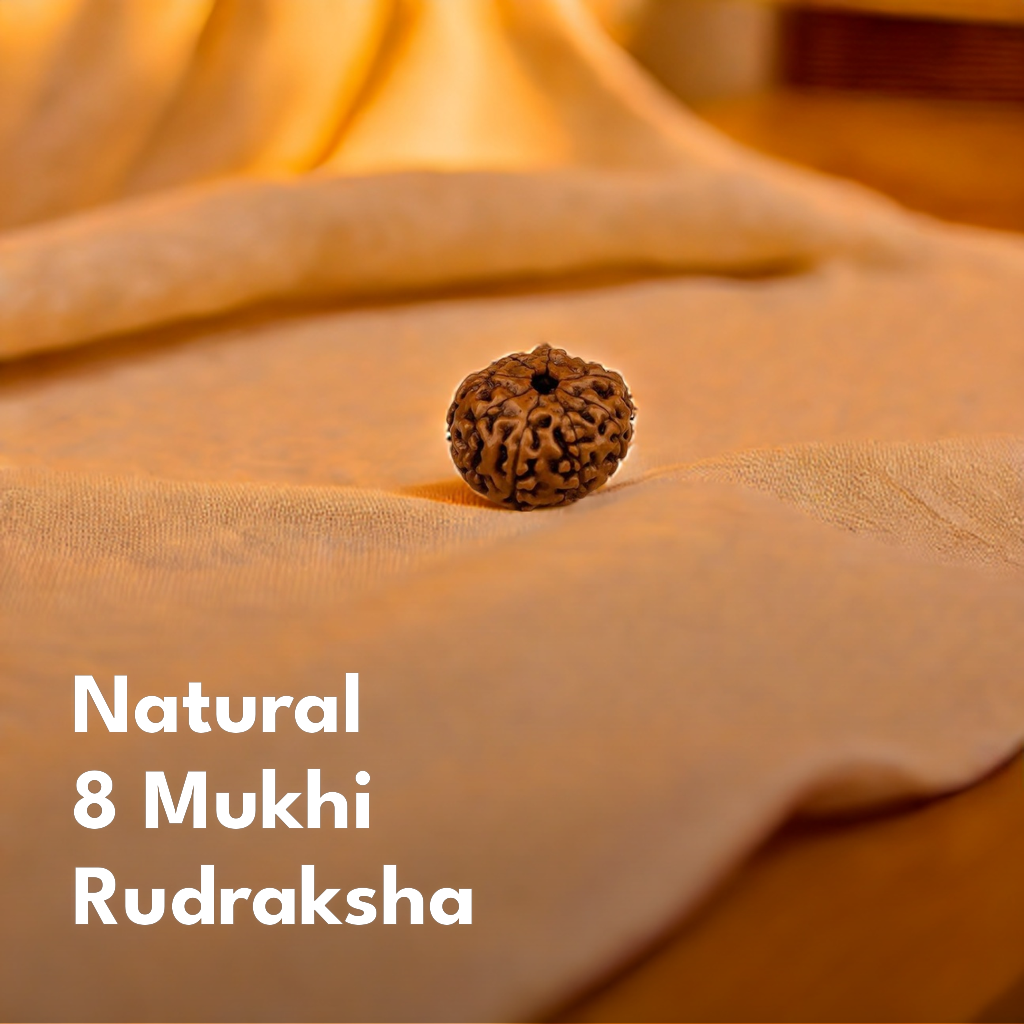 Natural 8 Mukhi Rudraksha (Indo)
