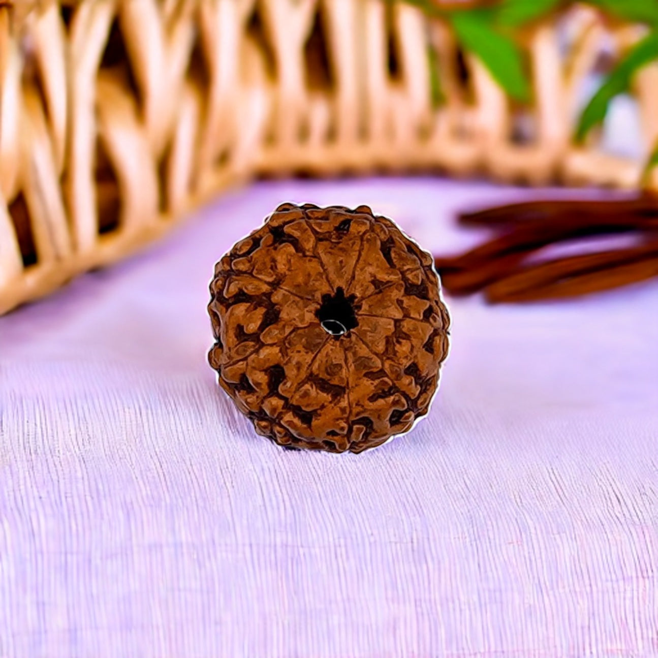 Natural 9 Mukhi Rudraksha (Indo)