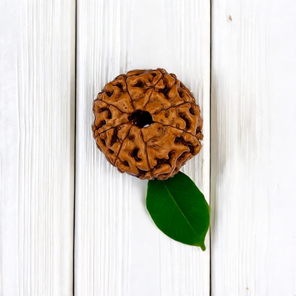 Natural 8 Mukhi Rudraksha (Indo)