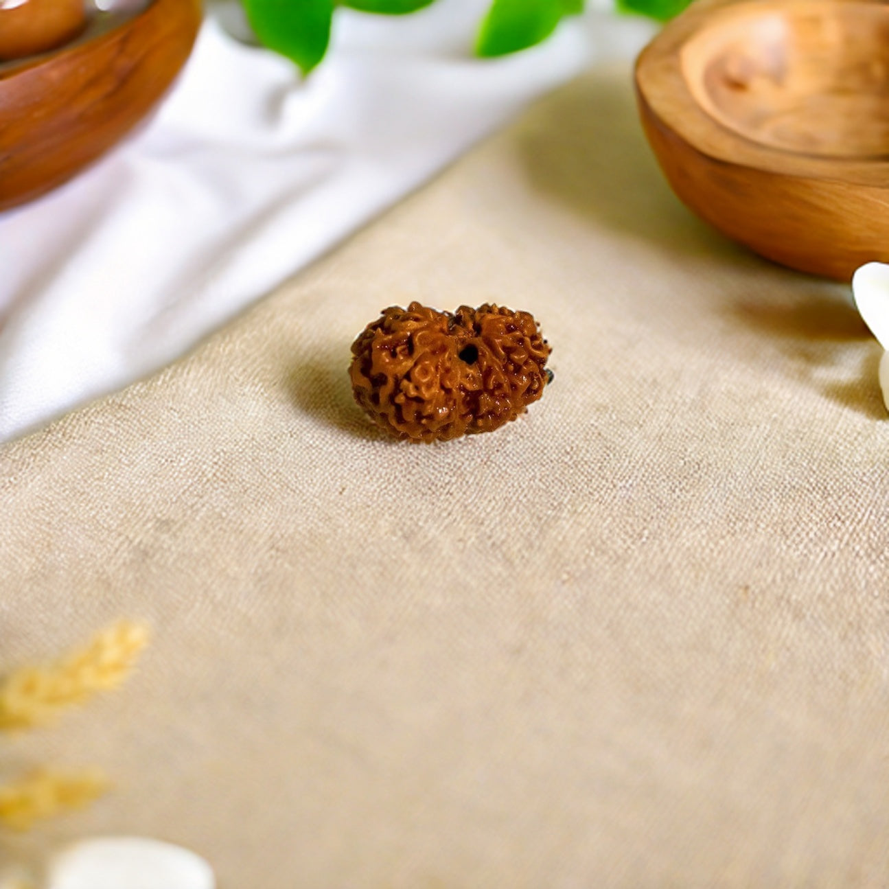 Natural 14 Mukhi Rudraksha (Indo)