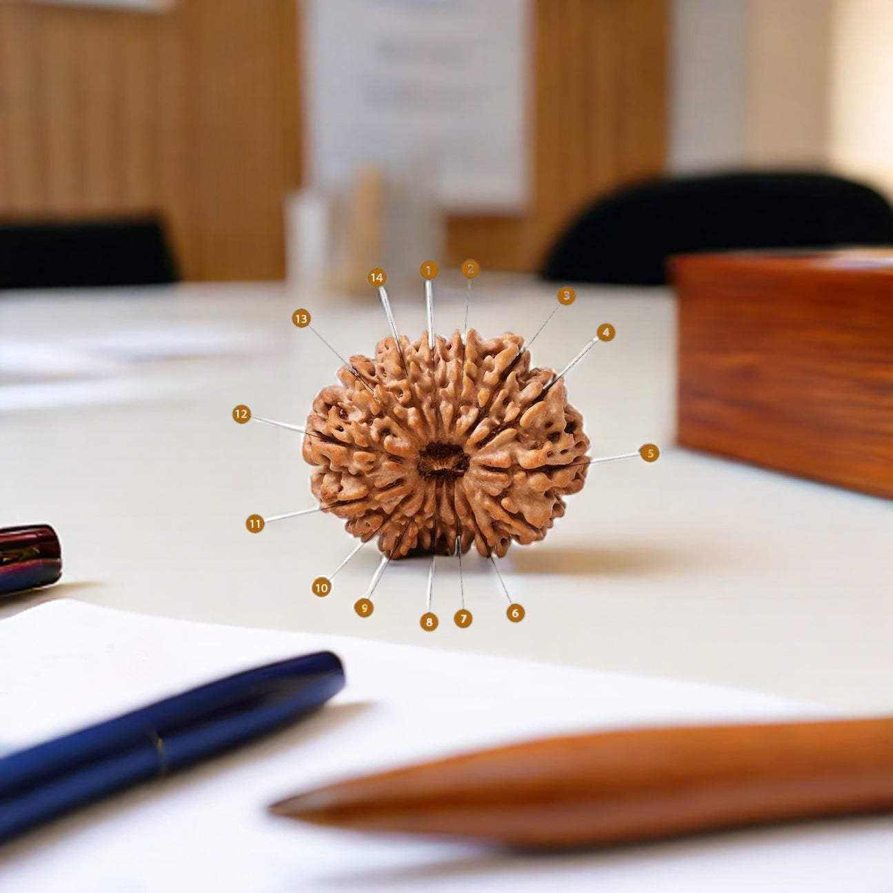 Natural 14 Mukhi Rudraksha (Nepali)