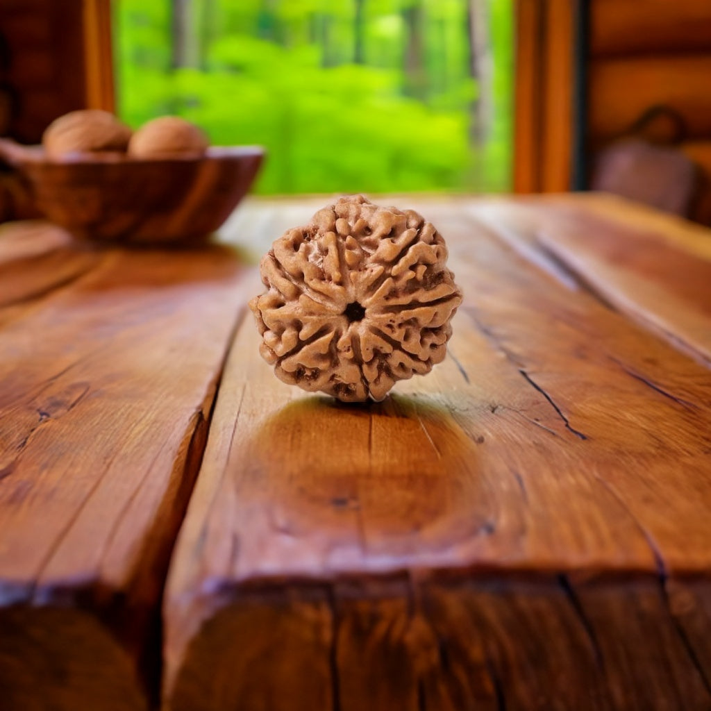 Natural 7 Mukhi Rudraksha (Nepali)
