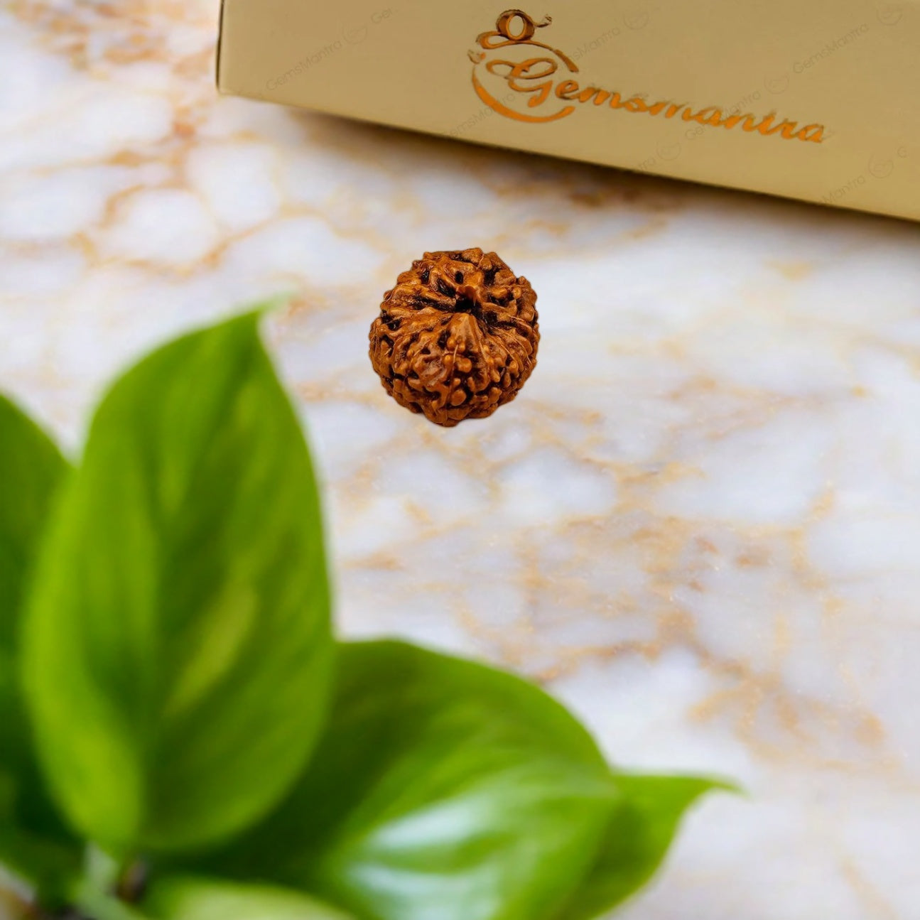 Natural 12 Mukhi Rudraksha (Indo)