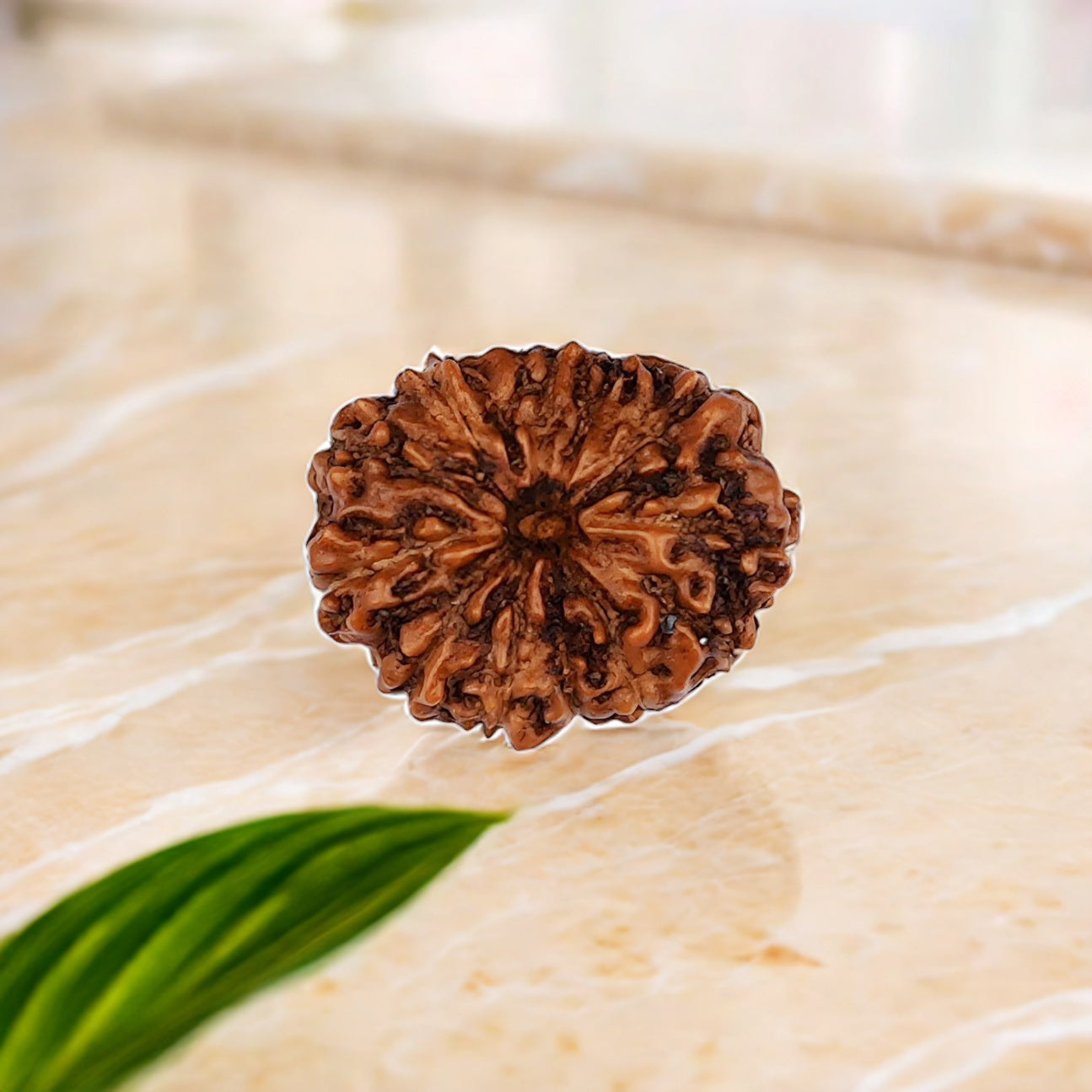 Natural 13 Mukhi Rudraksha (Indo)