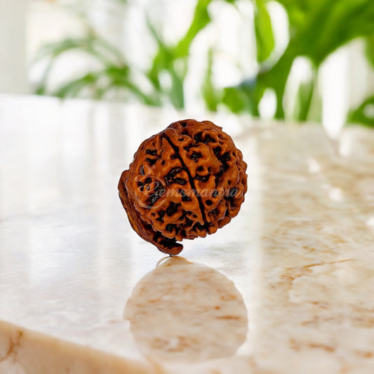 Natural Ganesha Rudraksha