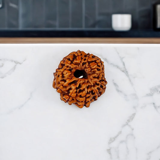 Natural 11 Mukhi Rudraksha (Indo)