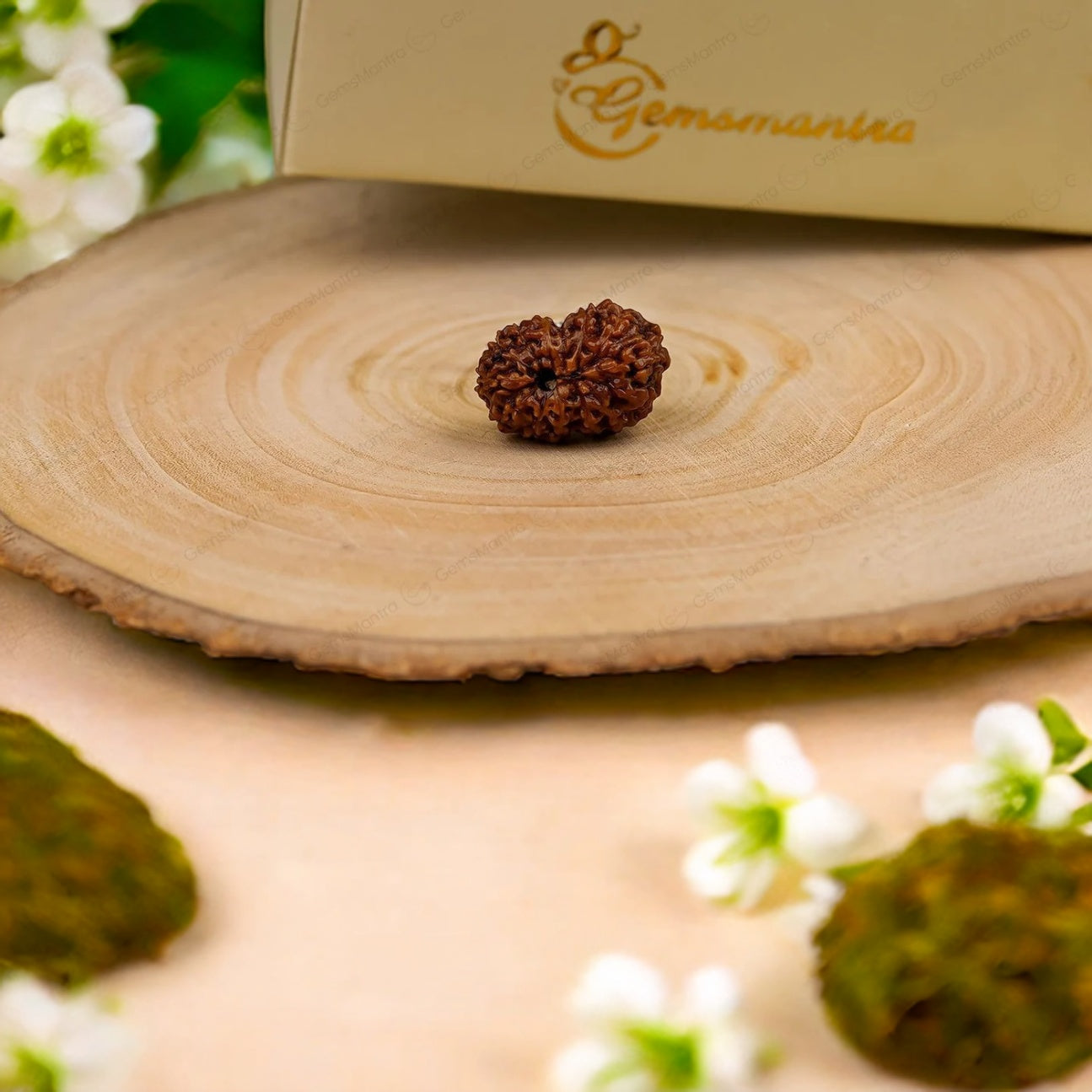 Natural 14 Mukhi Rudraksha (Indo)