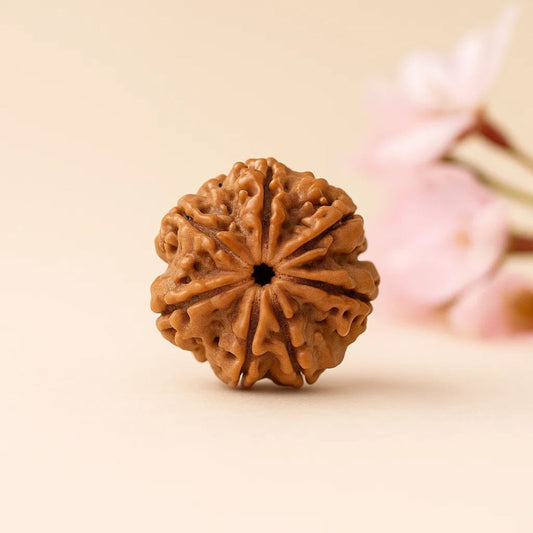 Natural 7 Mukhi Rudraksha (Nepali)