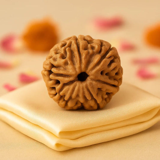 Natural 6 Mukhi Rudraksha (Nepali)