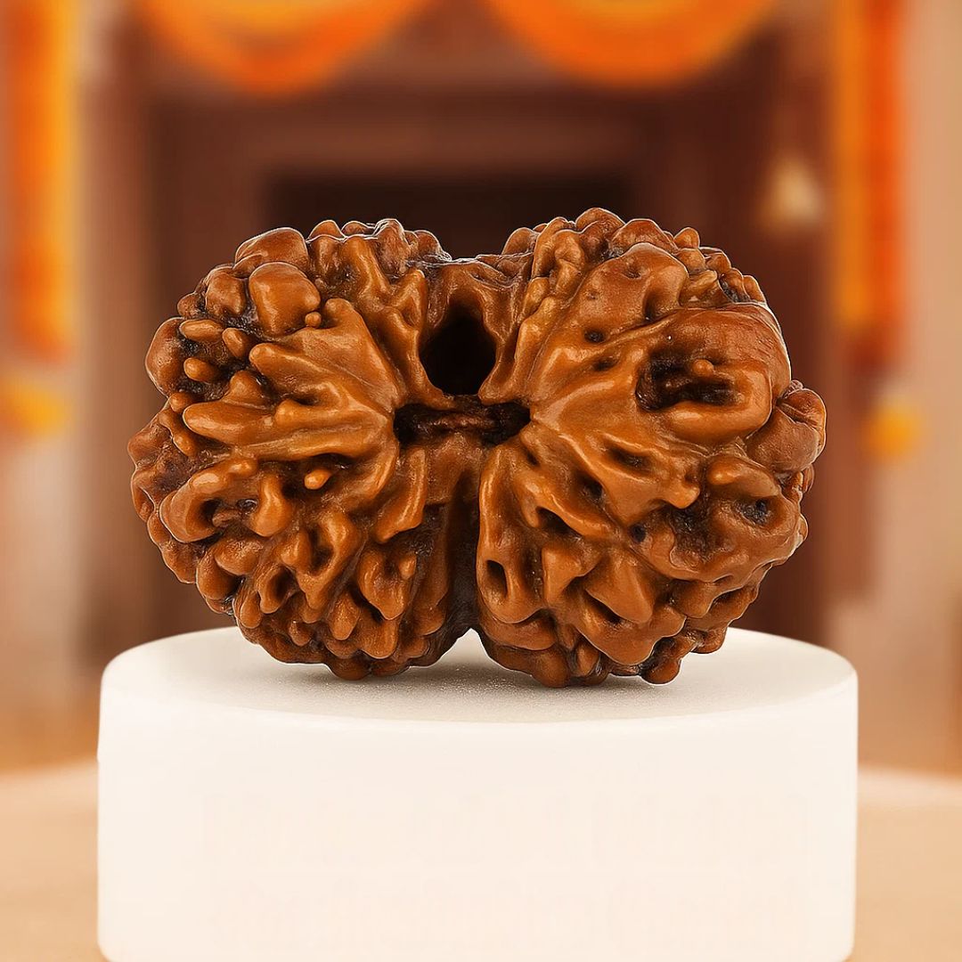 Natural 14 Mukhi Rudraksha (Indo)