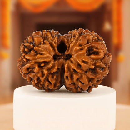 Natural 14 Mukhi Rudraksha (Indo)