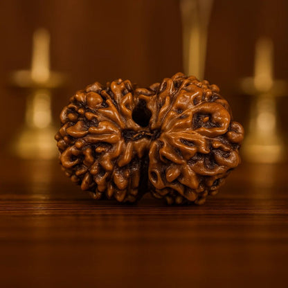 Natural 14 Mukhi Rudraksha (Indo)