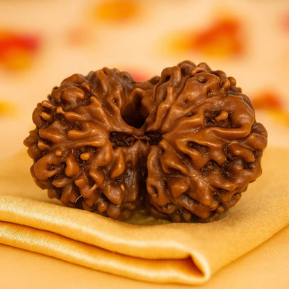 Natural 14 Mukhi Rudraksha (Indo)