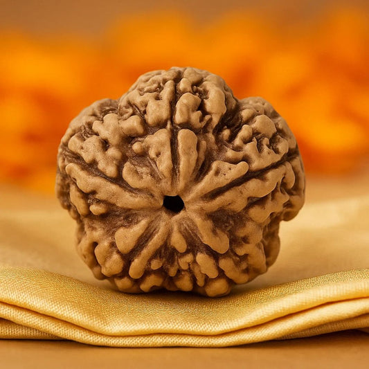 Natural 5 Mukhi Rudraksha (Nepali)
