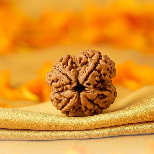 Natural 4 Mukhi Rudraksha (Nepali)