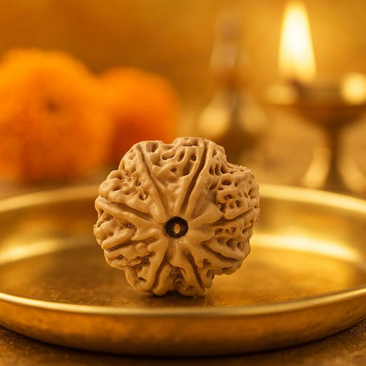 Natural 8 Mukhi Rudraksha (Nepali)