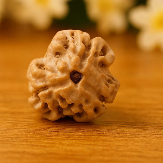 Natural 3 Mukhi Rudraksha (Nepali)