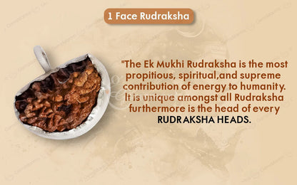 Natural 1 Mukhi Rudraksha (with Silver Pendant) - Indian