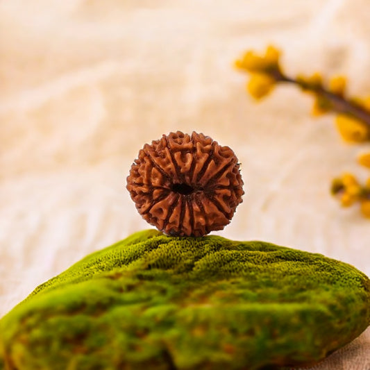 Natural 13 Mukhi Rudraksha (Nepali)