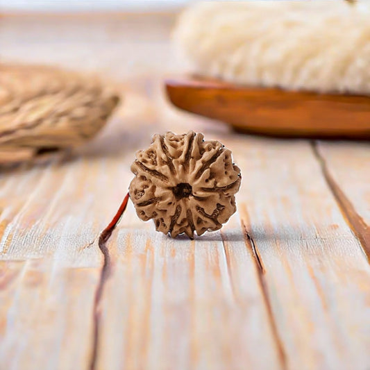 Natural 9 Mukhi Rudraksha (Nepali)