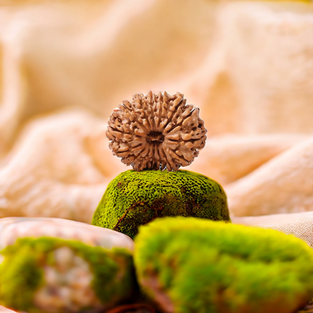 Natural 14 Mukhi Rudraksha (Nepali)