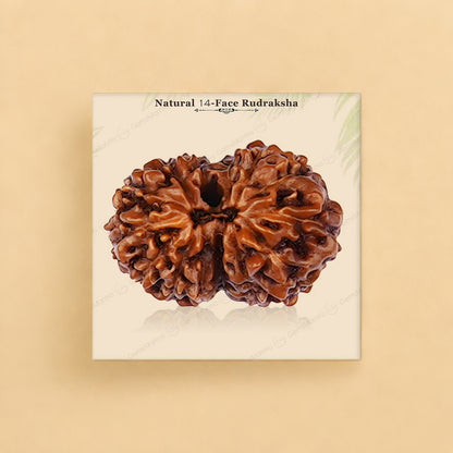 Natural 14 Mukhi Rudraksha (Indo)