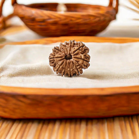 Natural 11 Mukhi Rudraksha (Nepali)