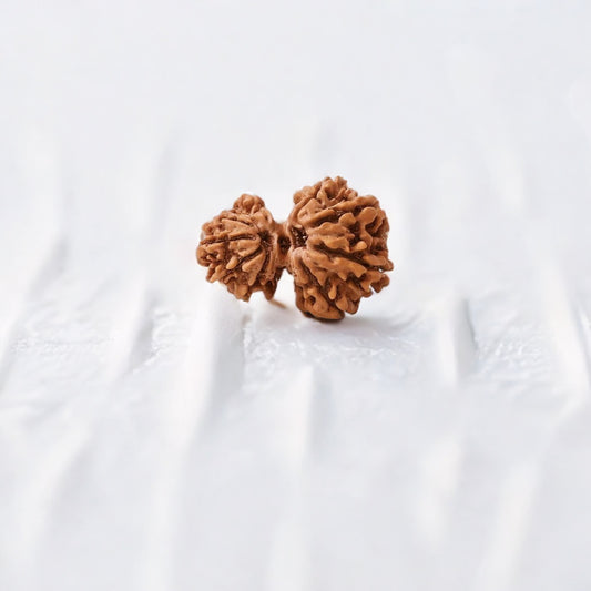 Natural Garbh Gauri Shankar Rudraksha