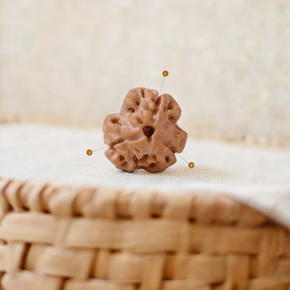 Natural 3 Mukhi Rudraksha (Nepali)