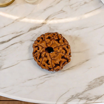 Natural 8 Mukhi Rudraksha (Indo)