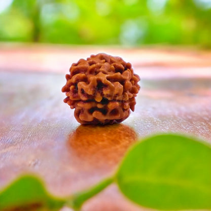 Natural 2 Mukhi Rudraksha (Indian)