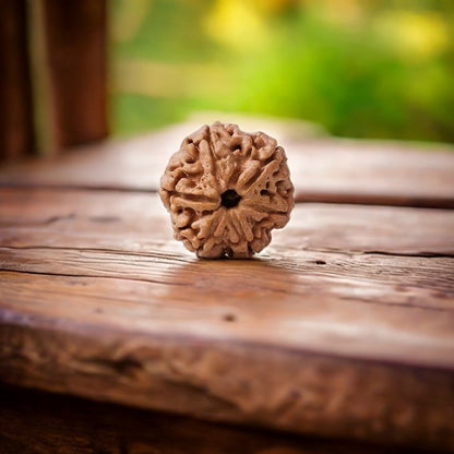 Natural 6 Mukhi Rudraksha (Nepali)