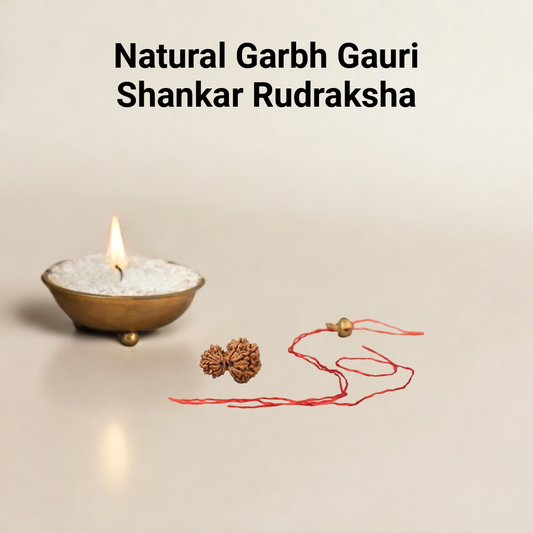 Natural Garbh Gauri Shankar Rudraksha