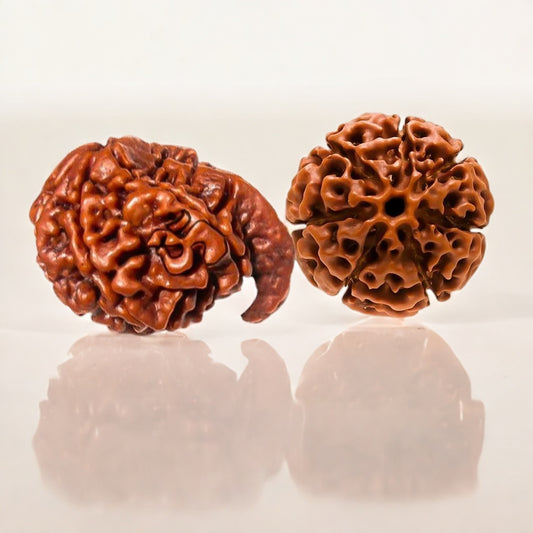 Natural Ganesh Laxmi Rudraksha Samriddhi Kit