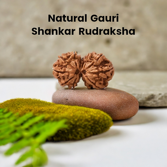 Natural Gauri Shankar Rudraksha