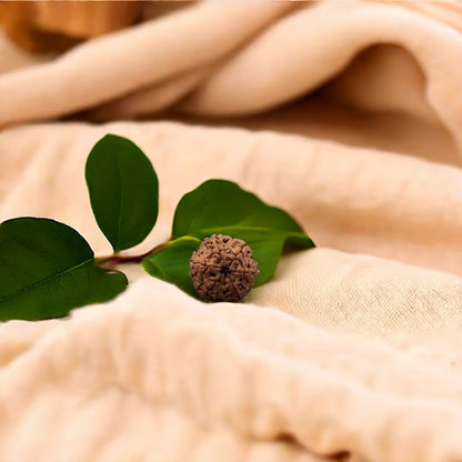 Natural 6 Mukhi Rudraksha (Nepali)