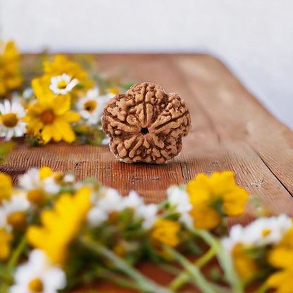 Natural 5 Mukhi Rudraksha (Nepali)