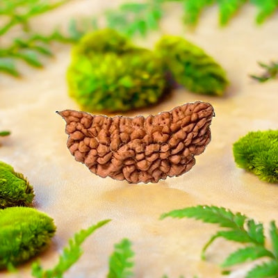 Natural 1 Mukhi Rudraksha (with Silver Pendant) - Indian