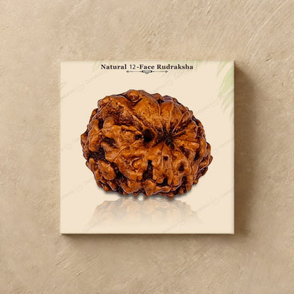 Natural 12 Mukhi Rudraksha (Indo)