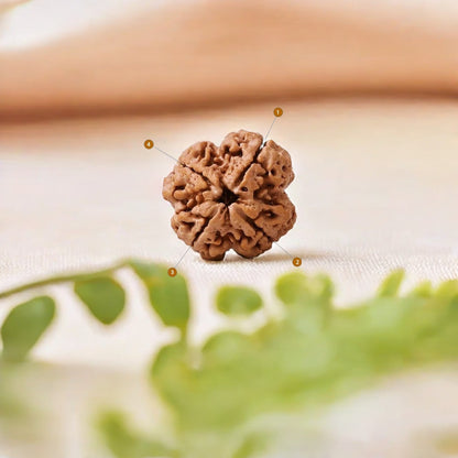 Natural 4 Mukhi Rudraksha (Nepali)