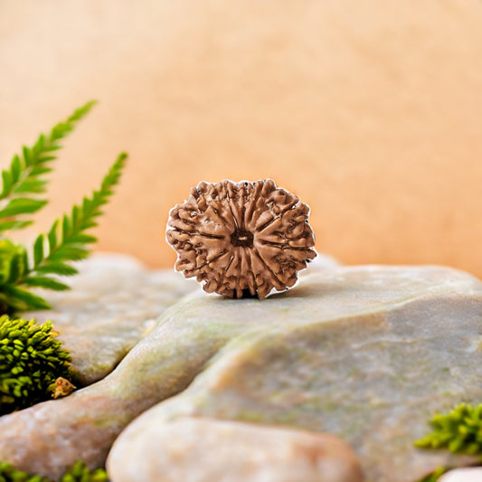 Natural 12 Mukhi Rudraksha (Nepali)
