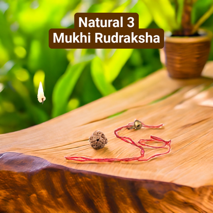 Natural 3 Mukhi Rudraksha (Nepali)