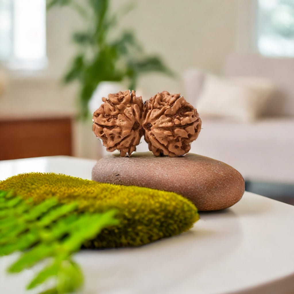 Natural Gauri Shankar Rudraksha