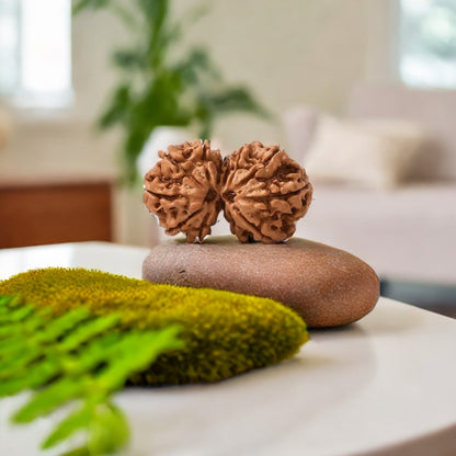 Natural Gauri Shankar Rudraksha