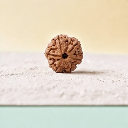 Natural 6 Mukhi Rudraksha (Nepali)