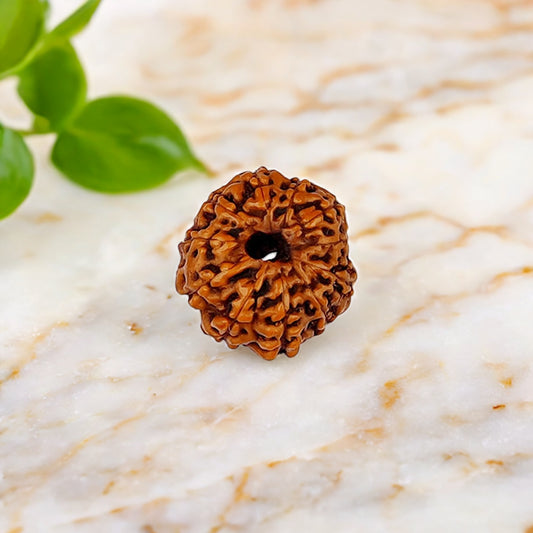 Natural 11 Mukhi Rudraksha (Indo)
