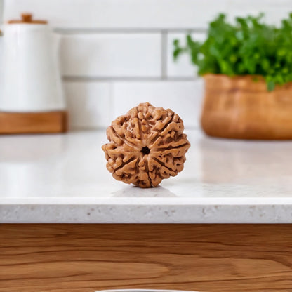 Natural 7 Mukhi Rudraksha (Nepali)