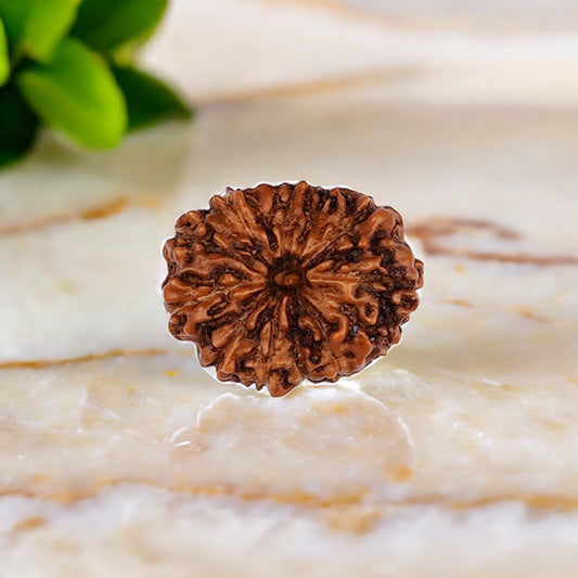 Natural 13 Mukhi Rudraksha (Indo)